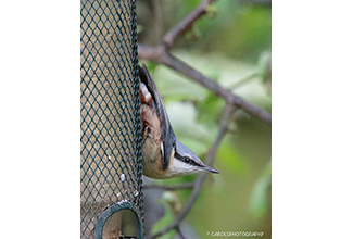 EURASIAN NUTHATCH